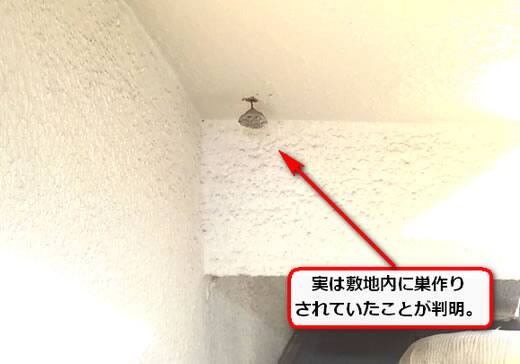 アシナガバチ過去巣