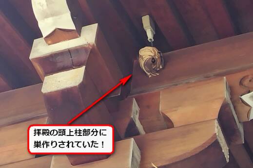 6月21日スズメバチ