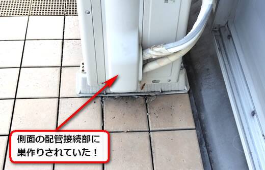 7月28日アシナガバチ