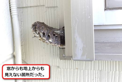 サッシアシナガバチ巣