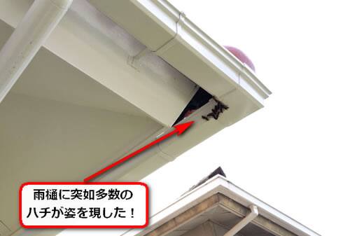 9月3日ハチ群がり退治