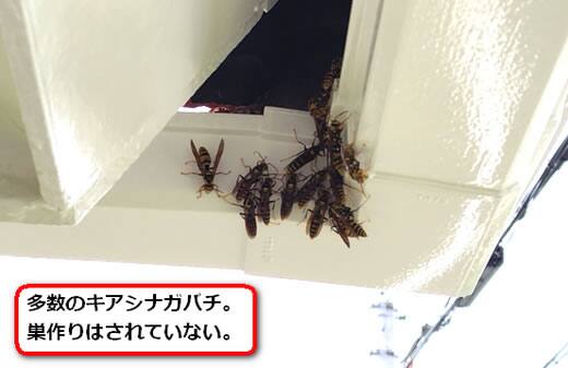 アシナガバチ巣無し