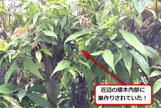 植木蜂の巣