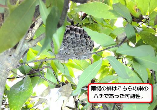 植木キアシナガバチ巣