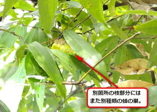 植木キボシアシナガバチ巣