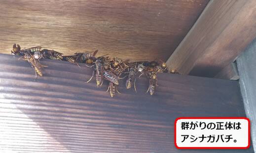 アシナガバチ巣無し