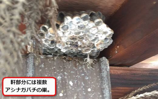 軒アシナガバチ巣