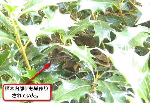 植木アシナガバチ巣