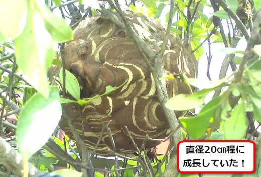 コガタスズメバチの巣駆除