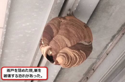 スズメバチ巣窓枠