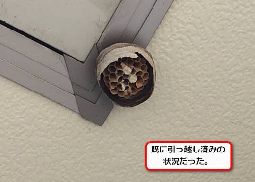 キイロスズメバチの巣駆除