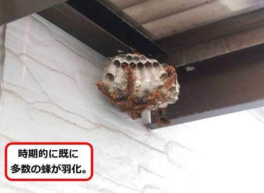 トタン屋根蜂の巣