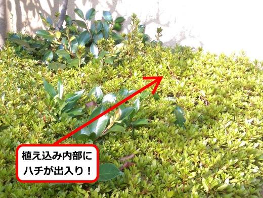 8月2日アシナガバチ