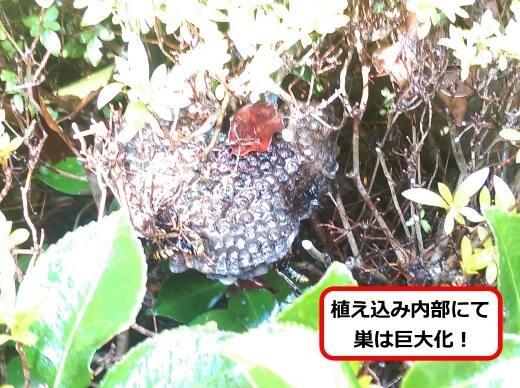 植え込み蜂の巣