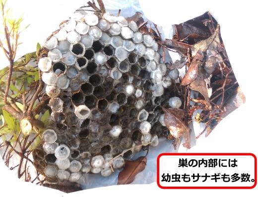 セグロアシナガバチ巣