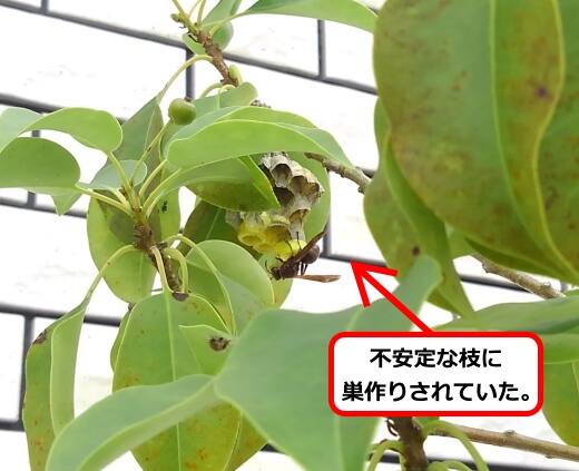 不安定枝蜂の巣