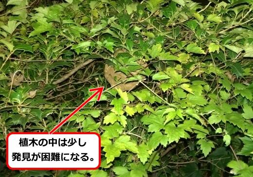 7月18日スズメバチ