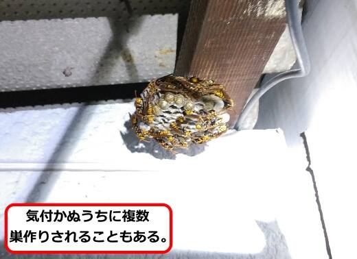 軒アシナガバチ巣