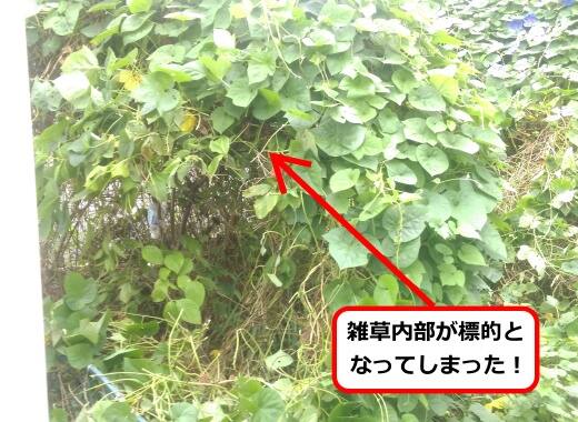 9月14日アシナガバチ