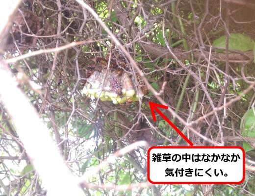 雑草アシナガバチ巣