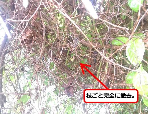 ハチの巣完全撤去