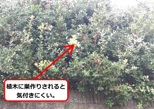 9月22日スズメバチ