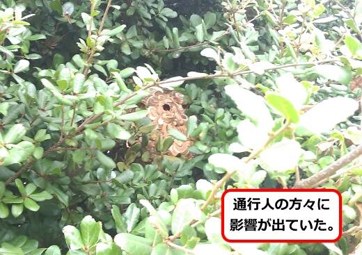 植木スズメバチ巣