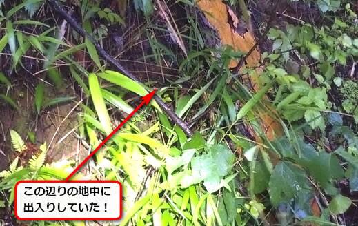ハチ出入り土手地中