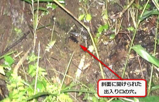 オオスズメバチ出入り口
