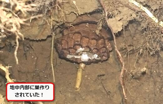 オオスズメバチ巣土の中