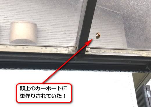5月6日アシナガバチ