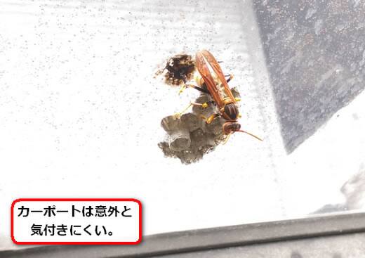 駐車スペース蜂の巣