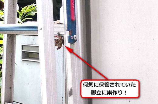 6月27日アシナガバチ