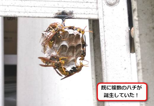 脚立アシナガバチ巣
