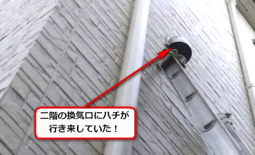 7月4日アシナガバチ