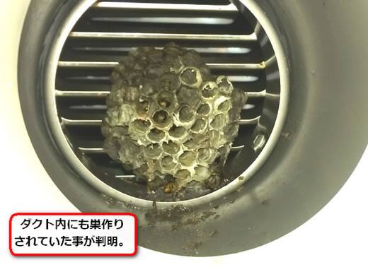 換気口ダクト蜂の巣