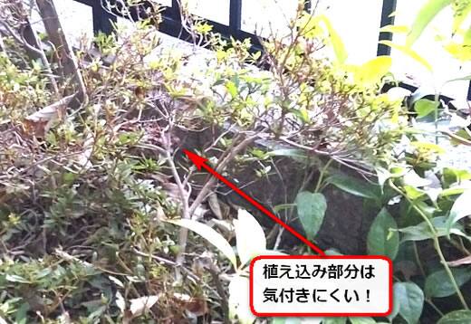 8月18日アシナガバチ
