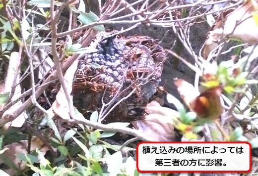 植え込み枝蜂の巣
