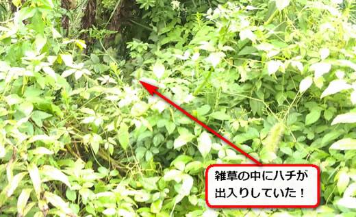 9月21日スズメバチ
