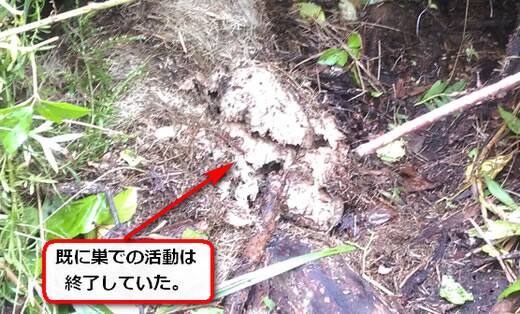 雑草モンスズメバチ巣