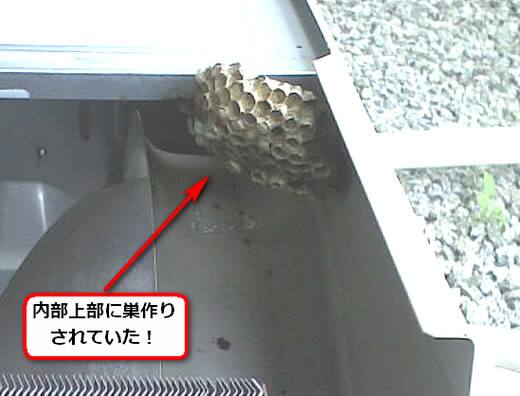 フタモンアシナガバチの巣駆除