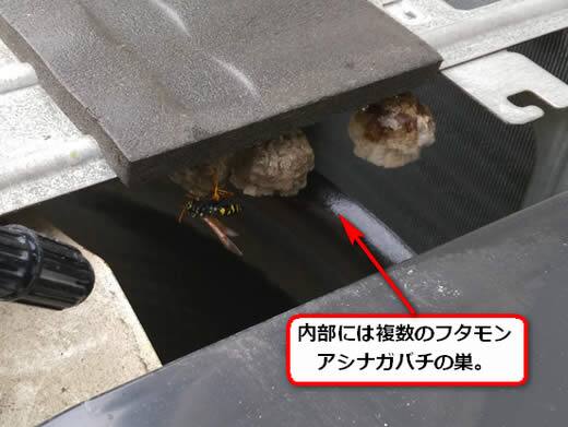 フタモンアシナガバチの巣駆除