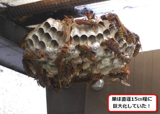 セグロアシナガバチの巣駆除