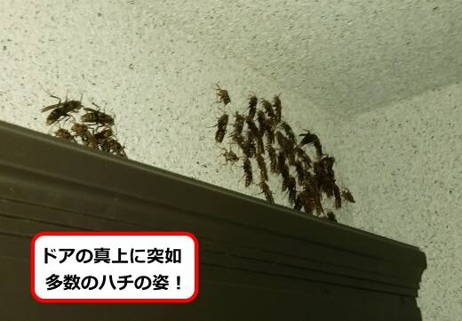 9月11日アシナガバチ