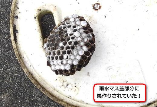 アシナガバチ巣雨水マス