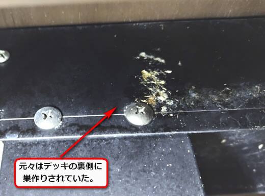 アシナガバチ巣痕跡
