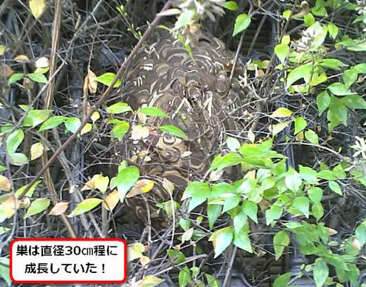 コガタスズメバチの巣駆除