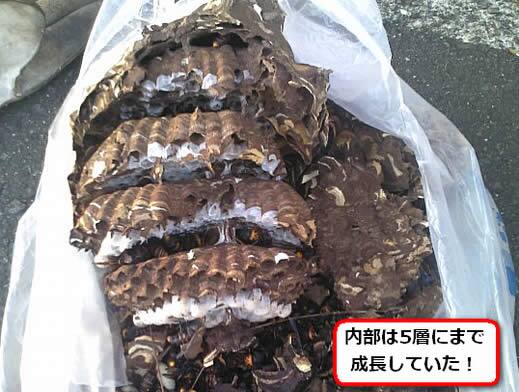 コガタスズメバチの巣内部
