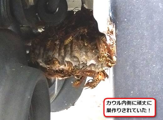 蜂の巣スクーター