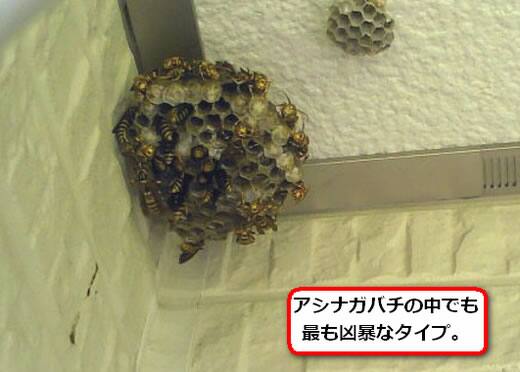 キアシナガバチの巣駆除